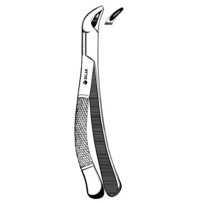 Incisor Bicuspid Root Extracting Forcep #151 Lower - 42-863